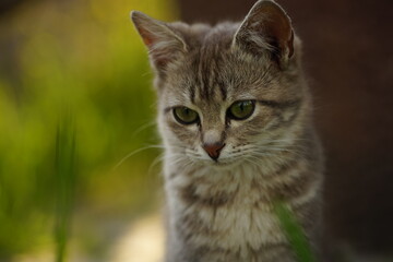 Lovely grey kitten rest in the garden.