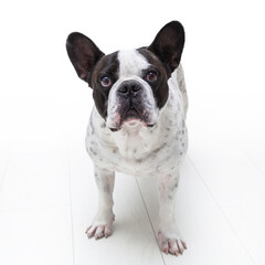 Adorable french bulldog over white background