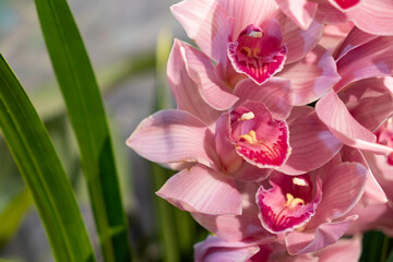 Boat Orchid, Cymbidium. Pink blooming flowers and green orchid leaves. Copy space and blurry background. 
