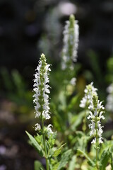 Salvia nemorosa'Snow Hill' (Schneehugel) flowers. Lamiaceae perennia plants. The flowering season is from May to November. Lip-shaped white flowers are attached to the spikes.