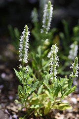Salvia nemorosa'Snow Hill' (Schneehugel) flowers. Lamiaceae perennia plants. The flowering season is from May to November. Lip-shaped white flowers are attached to the spikes.