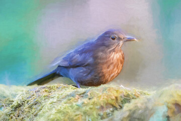 Digital abstract oil painting of a female Blackbird, Turdus merula in a natural woodland setting.