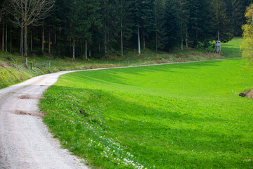 A path leads to the high seat at the green meadow.