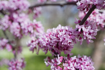 Obraz premium Blossoming branch of Judas tree (Chinese Redbud Tree) . Natural background , close up