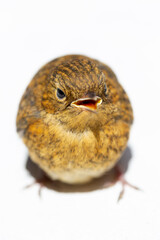 Troglodytes troglodytes, wren, close up portrait on white background
