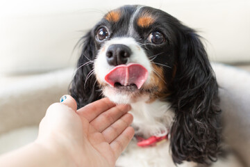 Cavalier King Charles spaniel plays with owner. Cute close-up portrait