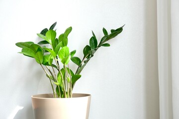 Zamioculcas plant in flower pot standing on a white background. Modern minimal creative home decor concept.The shadow on the light wall from the plant Zamioculcas. Zamioculcas Zamiifolia or ZZ Plant	
