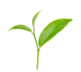 Green tea leaf isolated on white background