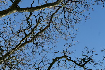 Branchages d'hiver sur fond  de ciel bleu.