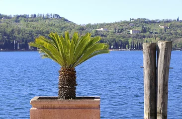 Tischdecke Hintergrund Urlaub am Gardasee - junge Palme vor azurblauem Wasser, Zypressen und Bergen © sunday pictures