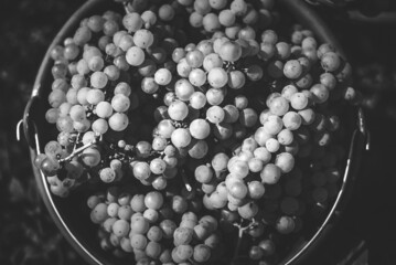 Bucket of grapes during the picking in the vineyard