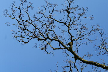 Branchages d'hiver sur fond  de ciel bleu.