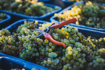 Green vine grapes with secateurs in the vineyard at harvesting season. Grapes for making wine in...