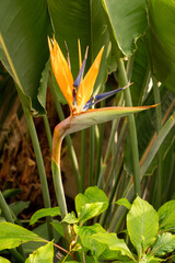 Brightly multi-coloured coloured exotic bird of paradise house plant. Strelitzia reginae, a fantastic feature plant. Portrait shape.