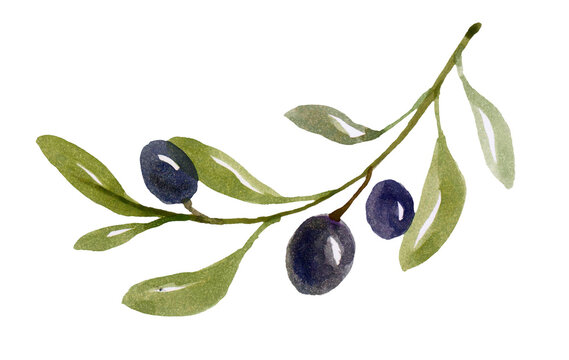Watercolor olive branch with black olives on white background isolated