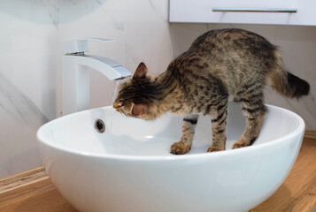 beautiful shorthair cat drinks tap water in a large white sink. Animals at home, a gray domestic cat drinks water in the bathroom.