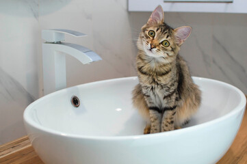 beautiful shorthair cat drinks tap water in a large white sink. Animals at home, a gray domestic...