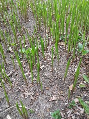 lily of the valley sprouts