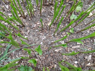 sprouts lily of the valley