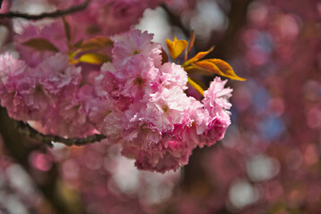 Spring background with Japanese Cherry Flowers. Prunus serrulata. Spring flowers pattern. Pink Cherry blossom. Spring flowers pattern. Sacura cherry-tree.