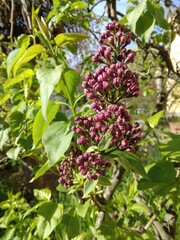 Common lilac  in the garden 