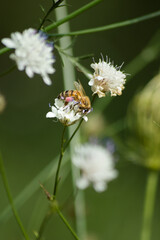 Bee on white flower