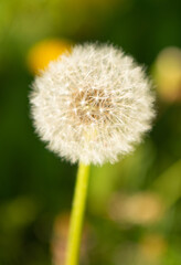 dandelion blowball flower on natural background. macro. nature beauty. selective focus
