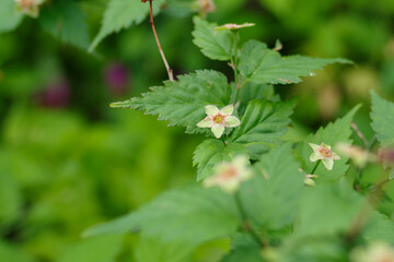 花びらが散った、山吹