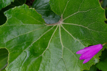 大きな葉っぱと紫の花