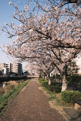 cherry blossom trees