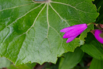 大きな葉っぱと紫の花