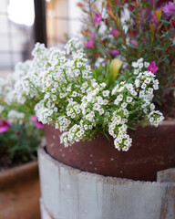 flowers in a pot