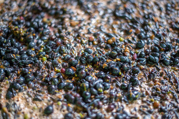 Winemaking. Fermentation of Cabernet Franc blue grape must.