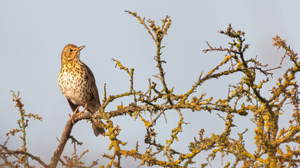 Song thrush (Turdus philomelos) perched on a branch, Suffolk, UK