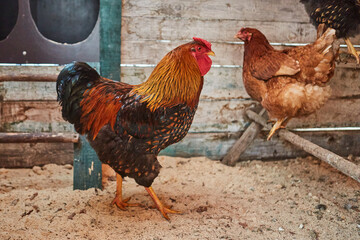 Brown domestic rooster and hen with beautiful orange feathers in henhouse.
