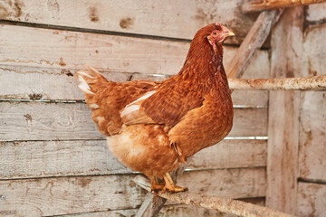 Brown domestic hen with beautiful orange feathers in henhouse.