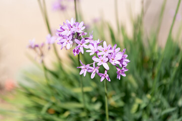 onion flower plant with lilac bloom, selective focus