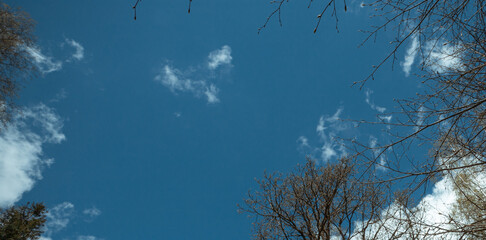 Silhouettes of trees against the blue sky in early spring