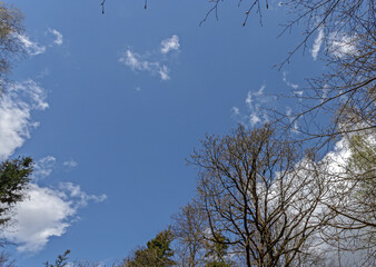 Silhouettes of trees against the blue sky in early spring