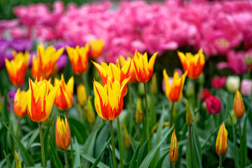 Tulipes fleur de lys jaunes et rouges