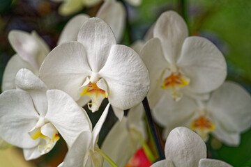 Fototapeta na wymiar Orchidées blanches