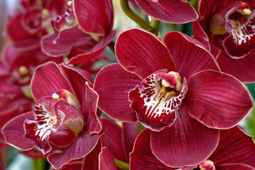 Orchidées  © bobdu11