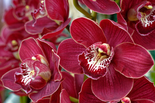 Orchid&eacute;es 