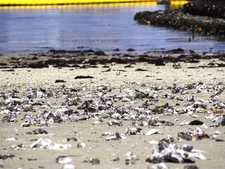 【清水港】人工海岸に打ち上げられた貝