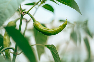 Fototapeta na wymiar Close up of green unripe jalapeno pepper growing as field crop agriculture, with blurred background