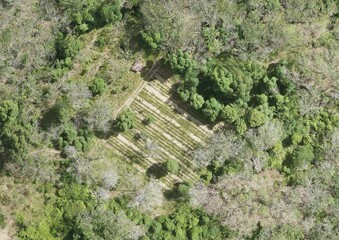 Top View Aerial Photograph of Palm Garden