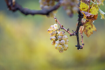 Green grapes with drops on the vine ready for late harvest.