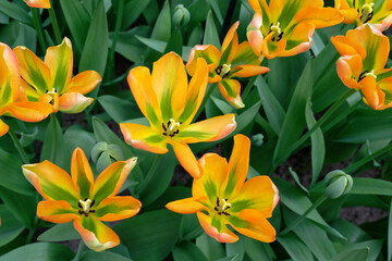 Tulipes vertes et orange