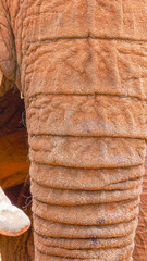 A close up of an African Elephant - Loxodonta Africana at a conservancy in Nanyuki, Kenya