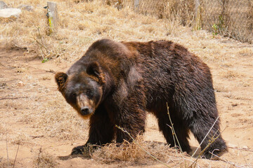 Obraz na płótnie Canvas A grizzly bear at a conservancy in Nanyuki, Kenya